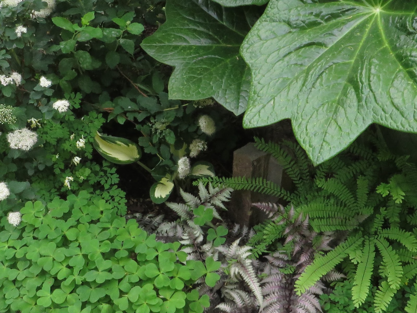 Viburnum Tinus For A Border
