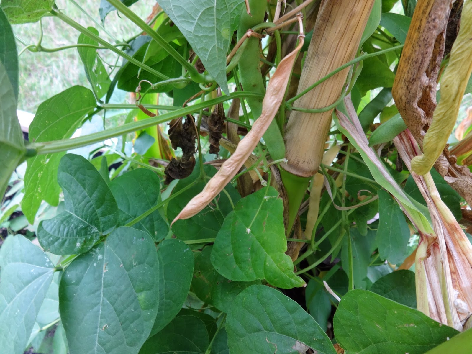 The Perennial Agriculturalist from beans to seed pods