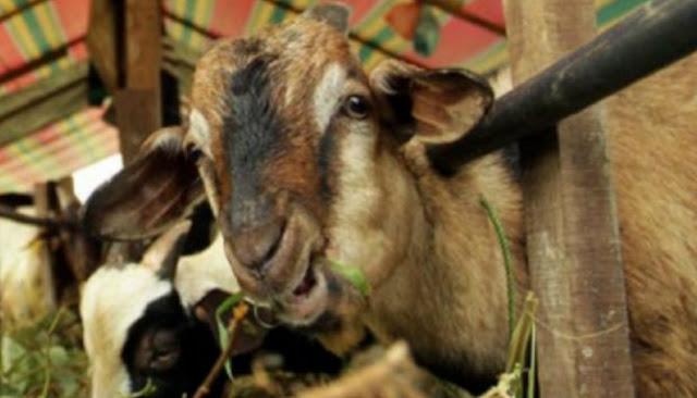 Ingin Membeli Hewan Untuk Qurban?, Perhatikan Enam Tips Berikut Ini Ingin Membeli Hewan Untuk Qurban?, Perhatikan Enam Tips Berikut Ini