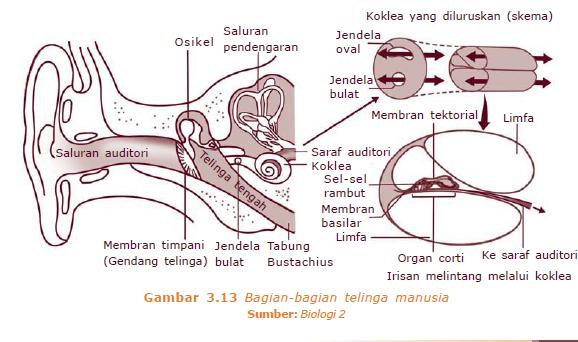 Ilmu Pengetahuan Alam: SISTEM KOORDINASI DAN ALAT INDERA MANUSIA