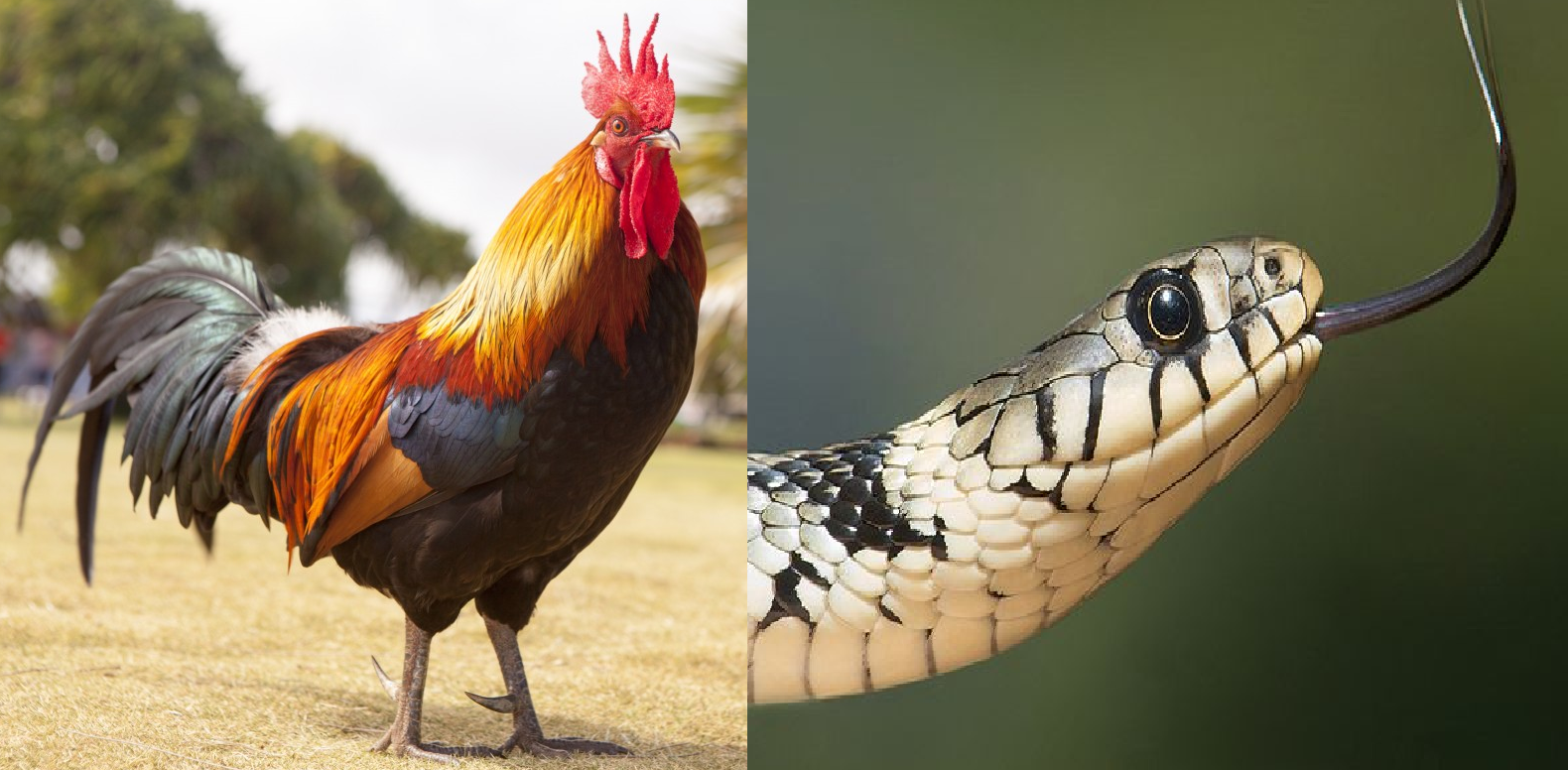 Chinese Horoscope Snake Compatibility with Rooster