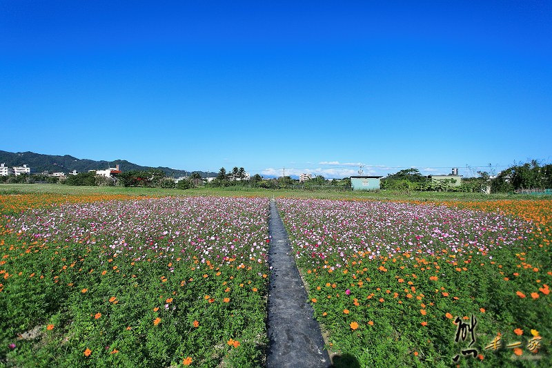 樹林佳園路花海|樹林佳園路波斯菊花海|學府路拐杖糖地景藝術|南園里波斯菊花海|南園里花海
