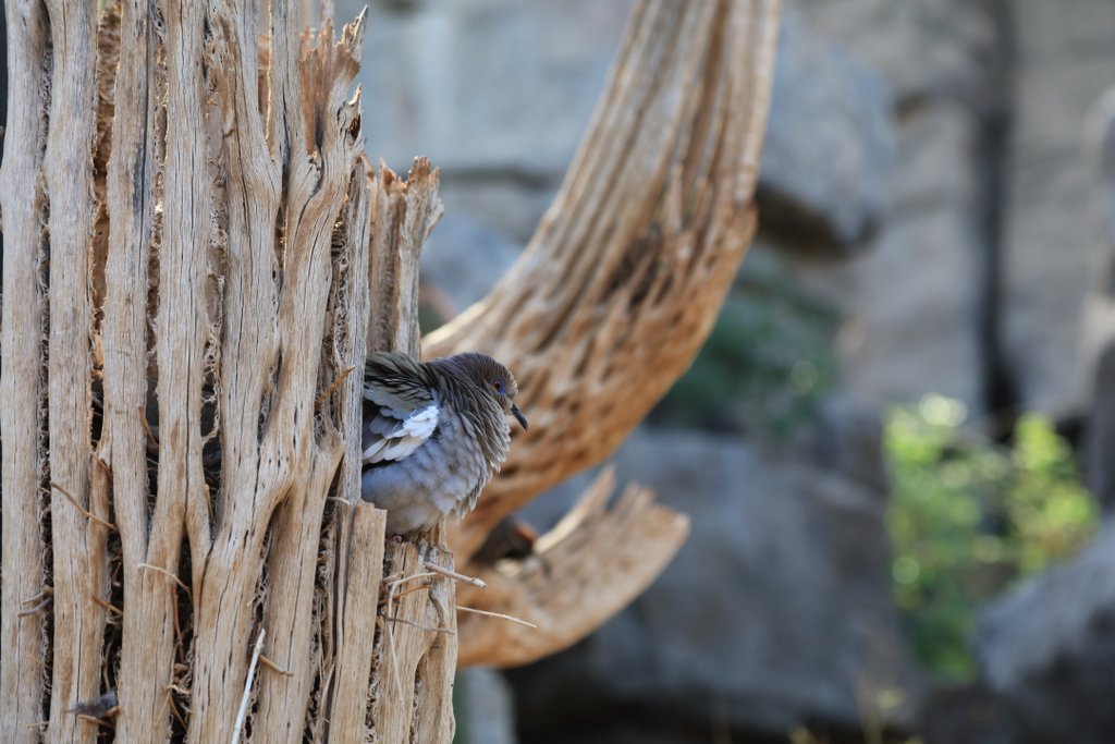 Cindy Derosier My Creative Life Nebraska Henry Doorly Zoo Old