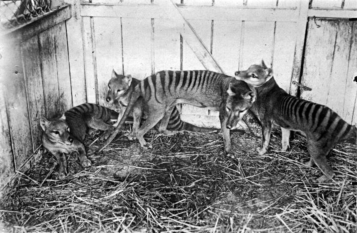 The Last Known Photographs of the Now Extinct Thylacine, Known as the