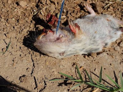 A Pocket Gopher “Managed” – Note Pocket for Carrying Food and Nesting Material