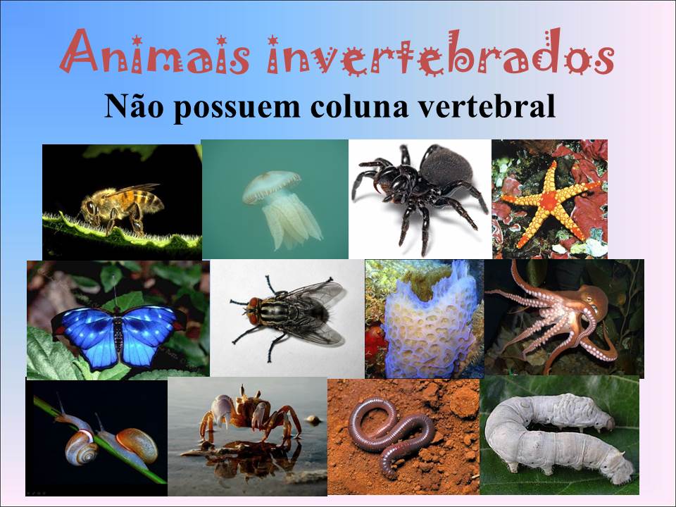 Professora Valdete Cantú: Animais Vertebrados e Invertebrados