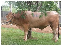 http://4.bp.blogspot.com/-uRgU2Q7TmP8/UHEBrGiAJ7I/AAAAAAAAAjU/5IZphL851sA/s1600/sapi.jpg