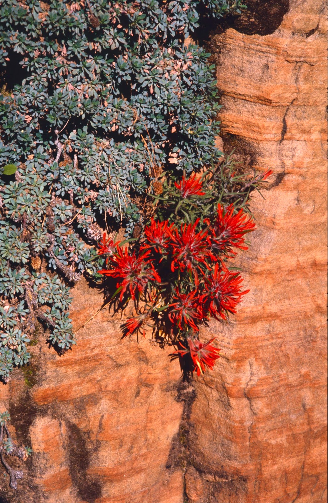 The Old Cowboy and Photography Wildflowers of Zion National Park