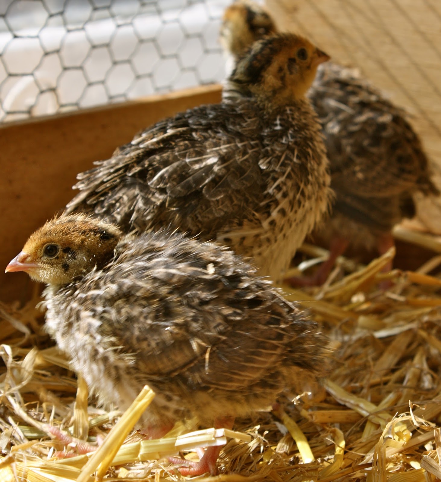 March 2016 Mrs Fox's sustainable life, home, crafts and food