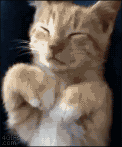 Funny cats - part 210, cute cat gifs, cat and kitten gifs, adorable cat gif
