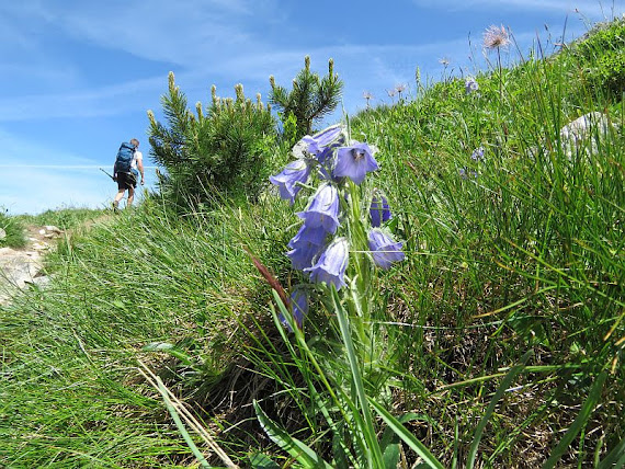 Dzwonek alpejski (Campanula alpina Jacq.)