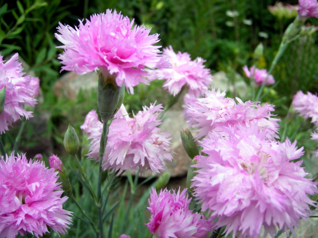 GREEN DESIGN: Гвоздика перистая - Dianthus plumarius