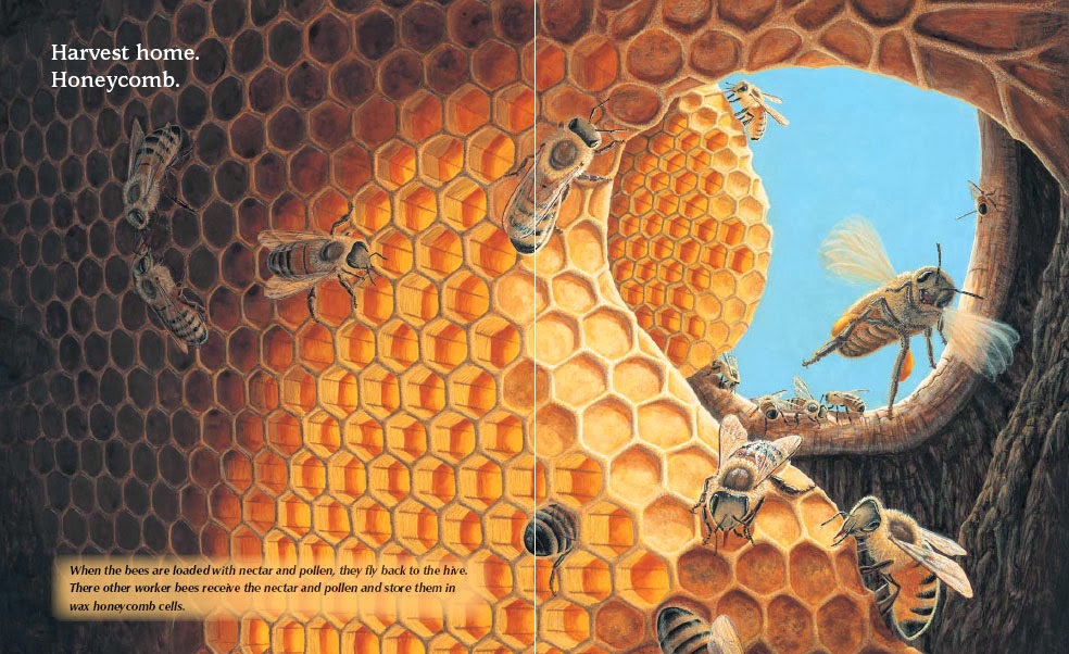 Corona Apicultores: COMO SE PRODUCE UNA REINA DENTRO DE LA COLMENA