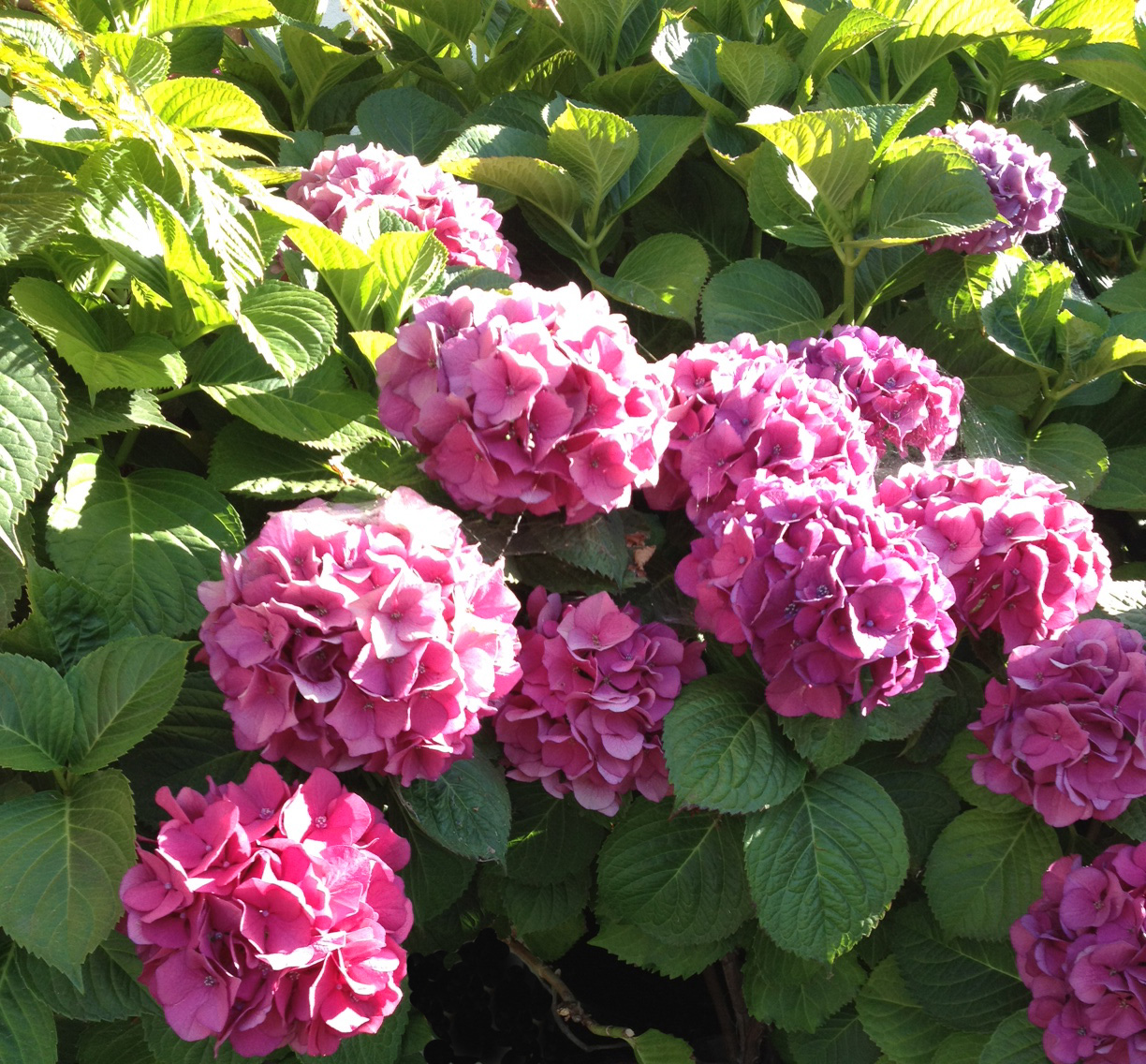 july hydrangea pink month plant snapped macrophylla gigi shade variety unknown smith golden beautiful