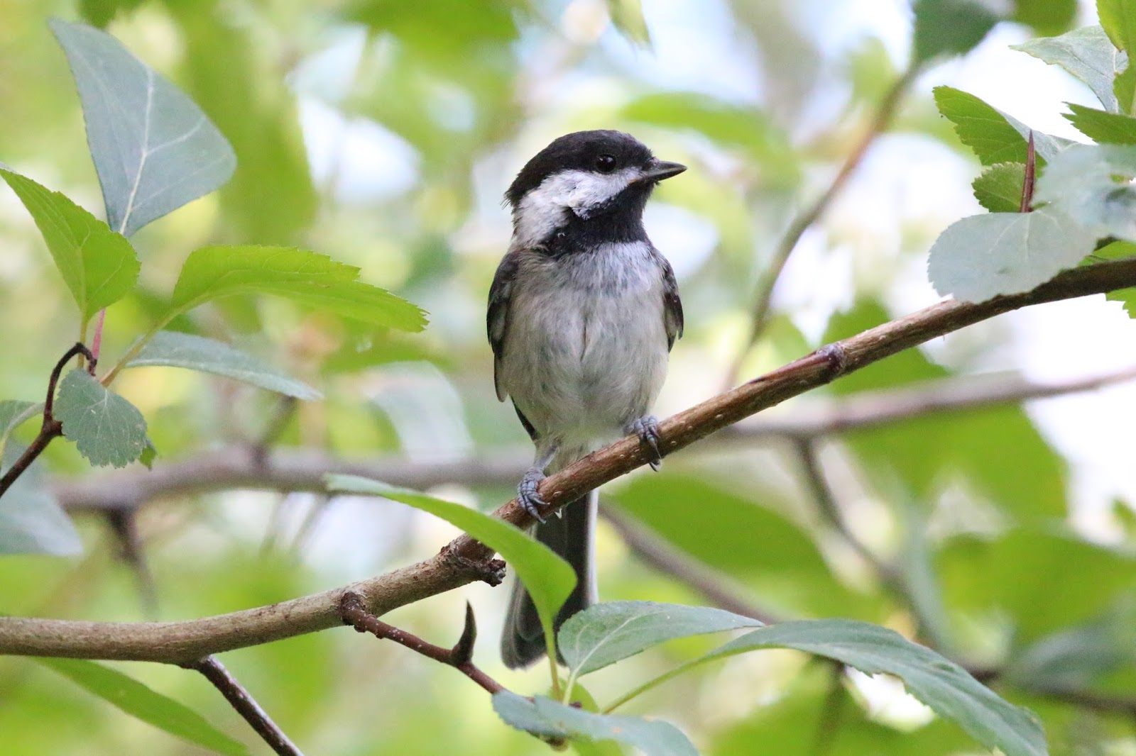 Chris Siddle Okanagan Birder Birds of Vernon and the North Okanagan