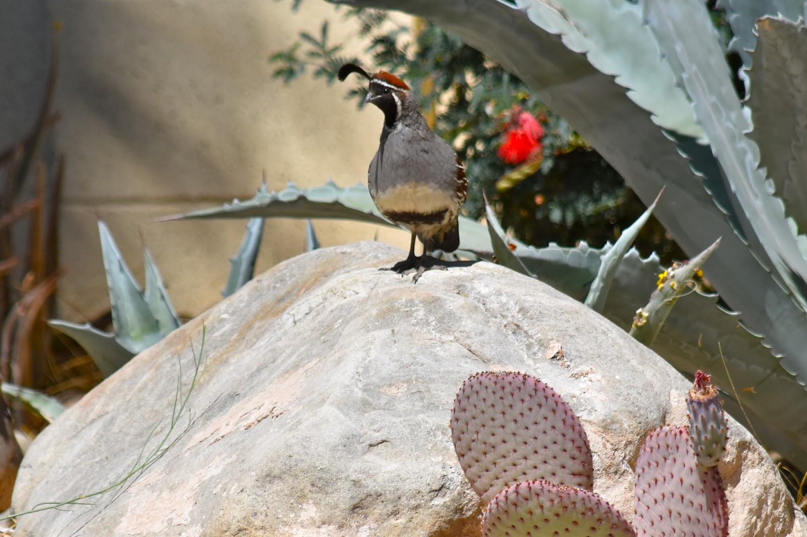 Fountain Hills Photos "Out & About" Quail Photos