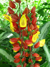 Angel Nurserry Tanaman Bunga Rambat