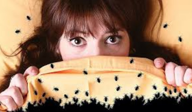 Home Remedies To Kill Bed Bugs Home Remedies To Kill Bed Bugs