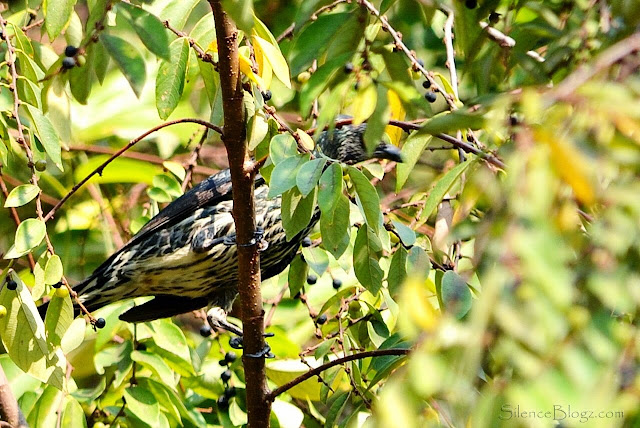 Chesnut Checked Starling - birding activity hulu selangor