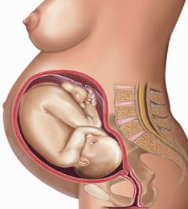 8th Month Baby Growth