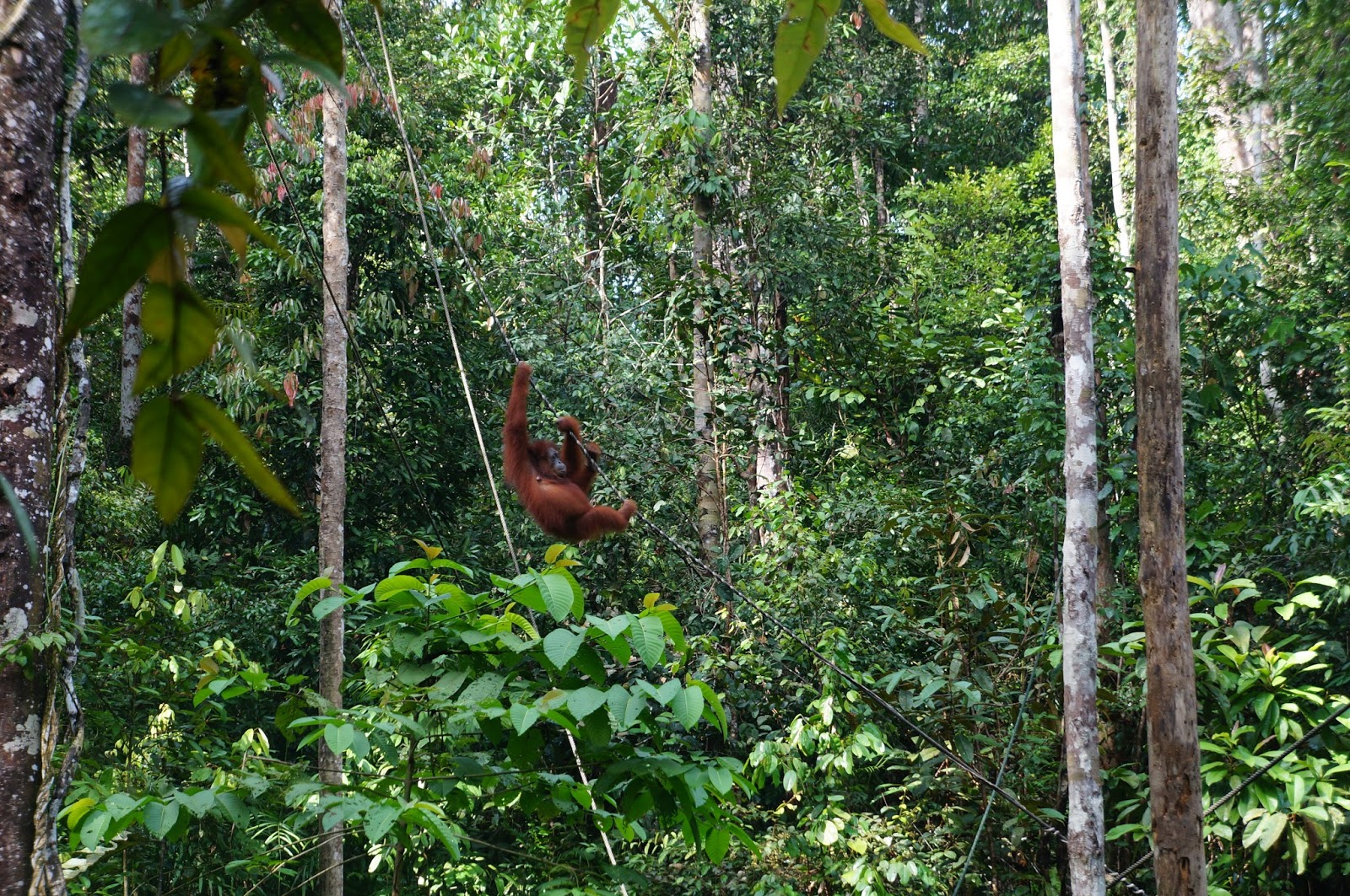 Pusing Pusing Di Kuching Bandaraya Terbesar Di Sarawak Tukang Jalan Jajan