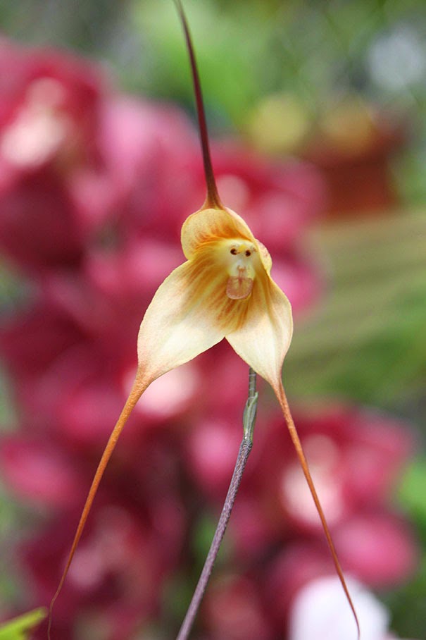 Monkey Face Orchid (Dracula Simia) - 17 Flowers That Look Like Something Else