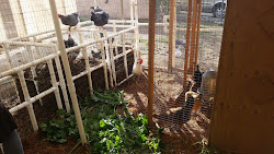 chicken compost inside composting structure chickens bioneer mad