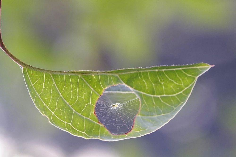 The 100 best photographs ever taken without photoshop - This is what happens when a spider and a leaf get together
