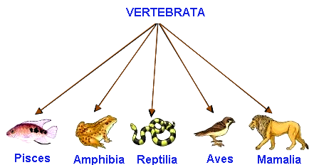 Perkembangbiakan Hewan Vertebrata  Artikelsiana 