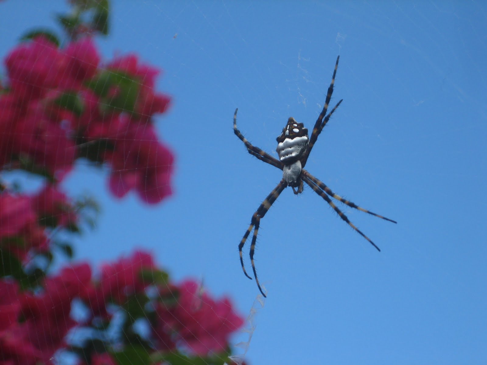 SPIDER BY THE BOUGANVILLEA SOUTH SIDE