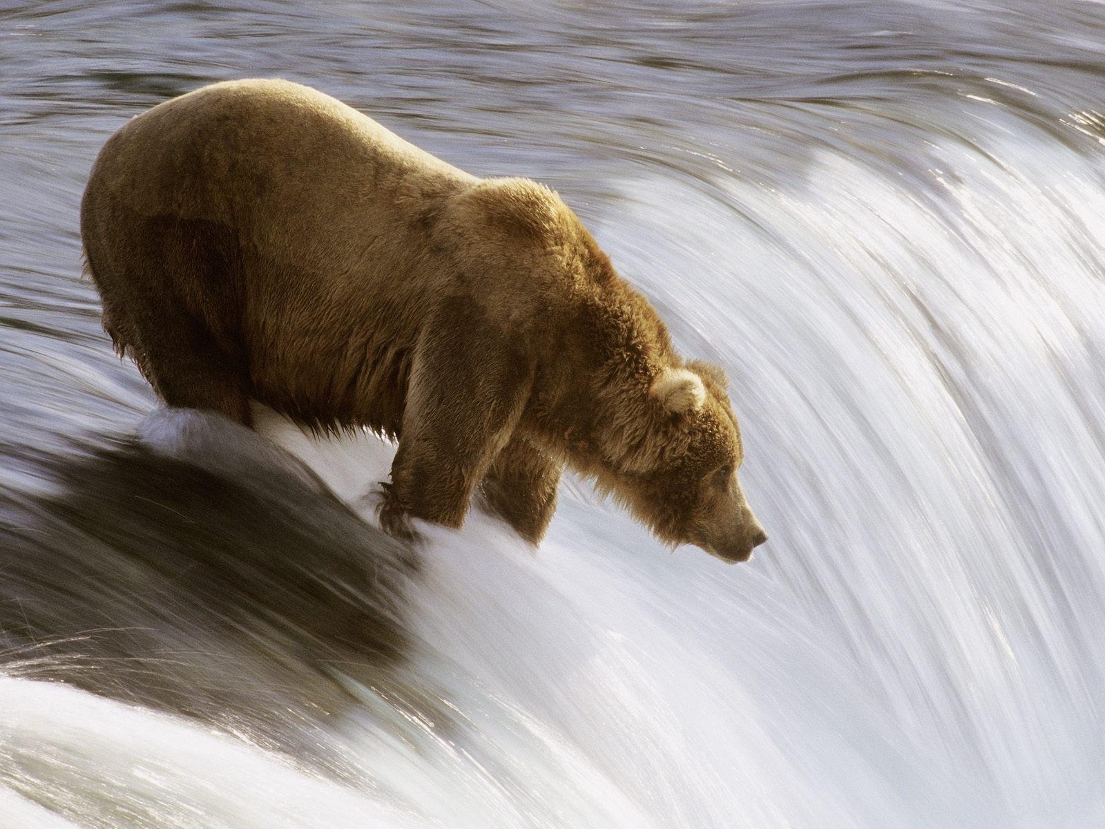 Animals Classifications: Bear Classification