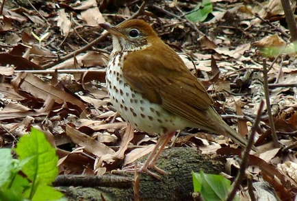 wild birds unlimited brown bird with speckled chest wild birds unlimited brown bird with speckled chest