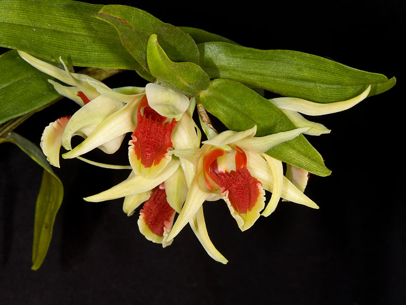 Dendrobium suzukii