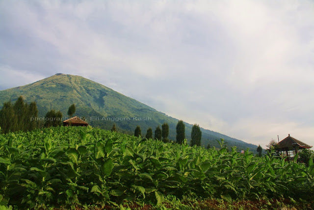 View Gunung Sindoro dilihat dari Puncak Posong. View Gunung Sindoro dilihat dari Puncak Posong.