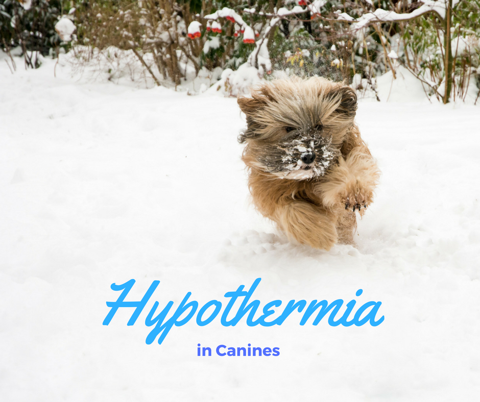 Bark City Doggy Daycare Hypothermia in Canines