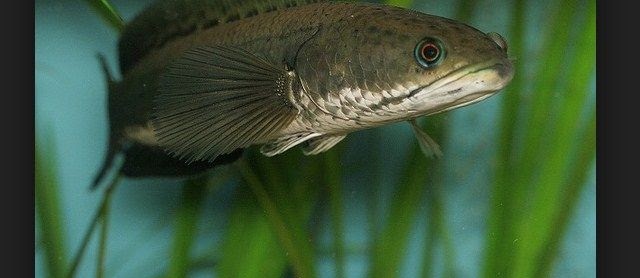 Cara Terbaru Budidaya Ikan Gabus (Kutuk) Di Kolam Tanah, Terpal, & Beton dengan Hasil Melimpah