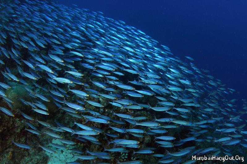 Gambar Fish Schooling Ikan Bumi Ilmu Berpindah Bentuk Konfigurasi