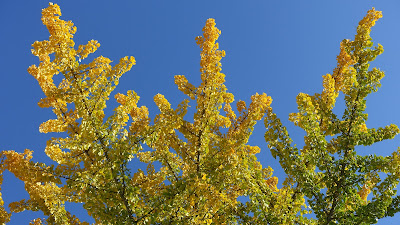 Schöne Herbstfarben Schöne Herbstfarben