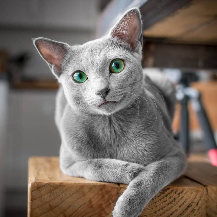 Stunning Pictures Of Silver Cat Sisters With Gorgeous Green Eyes Stunning Pictures Of Silver Cat Sisters With Gorgeous Green Eyes