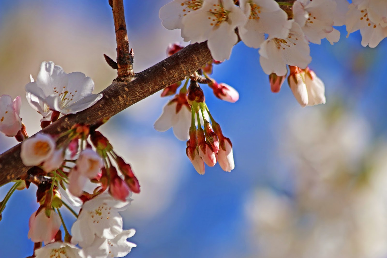 Room Without Walls Cherry Blossoms Make Me Cheery