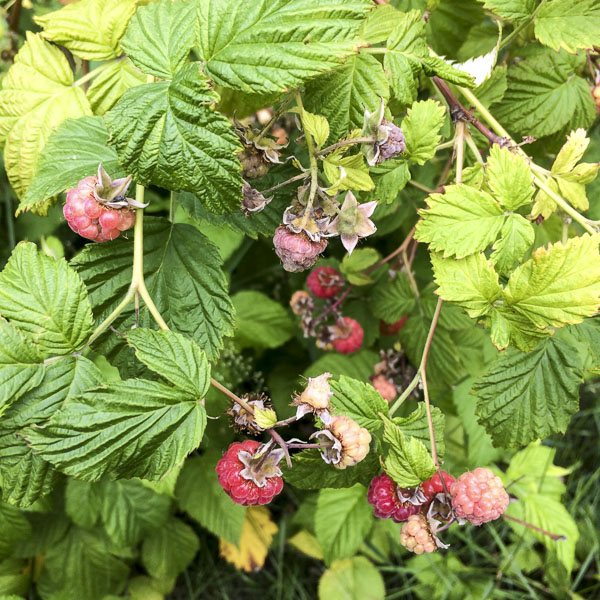 hallon, raspberries hallon, raspberries