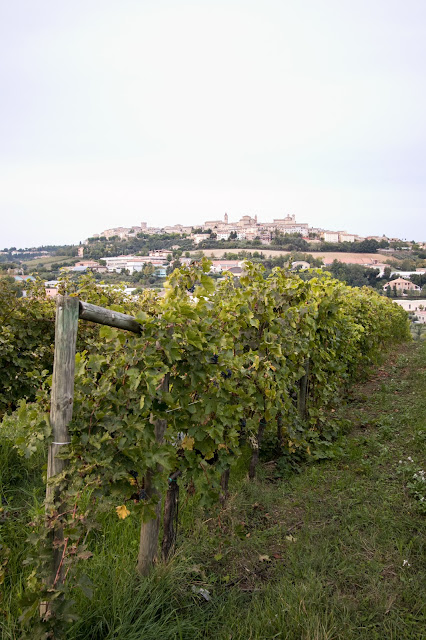 Vigna-Azienda vinicola Fontezoppa