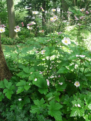 September Charm Japanese anemone in a dappled shade garden by garden muses: a Toronto gardening blog