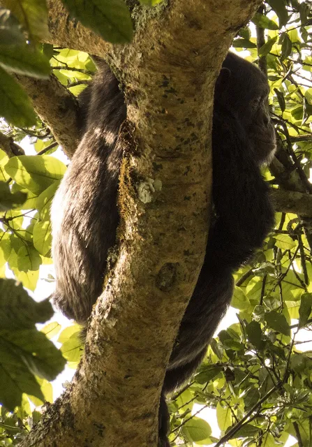 Chimpanzee in a tree in Uganda's Kibale National Forest
