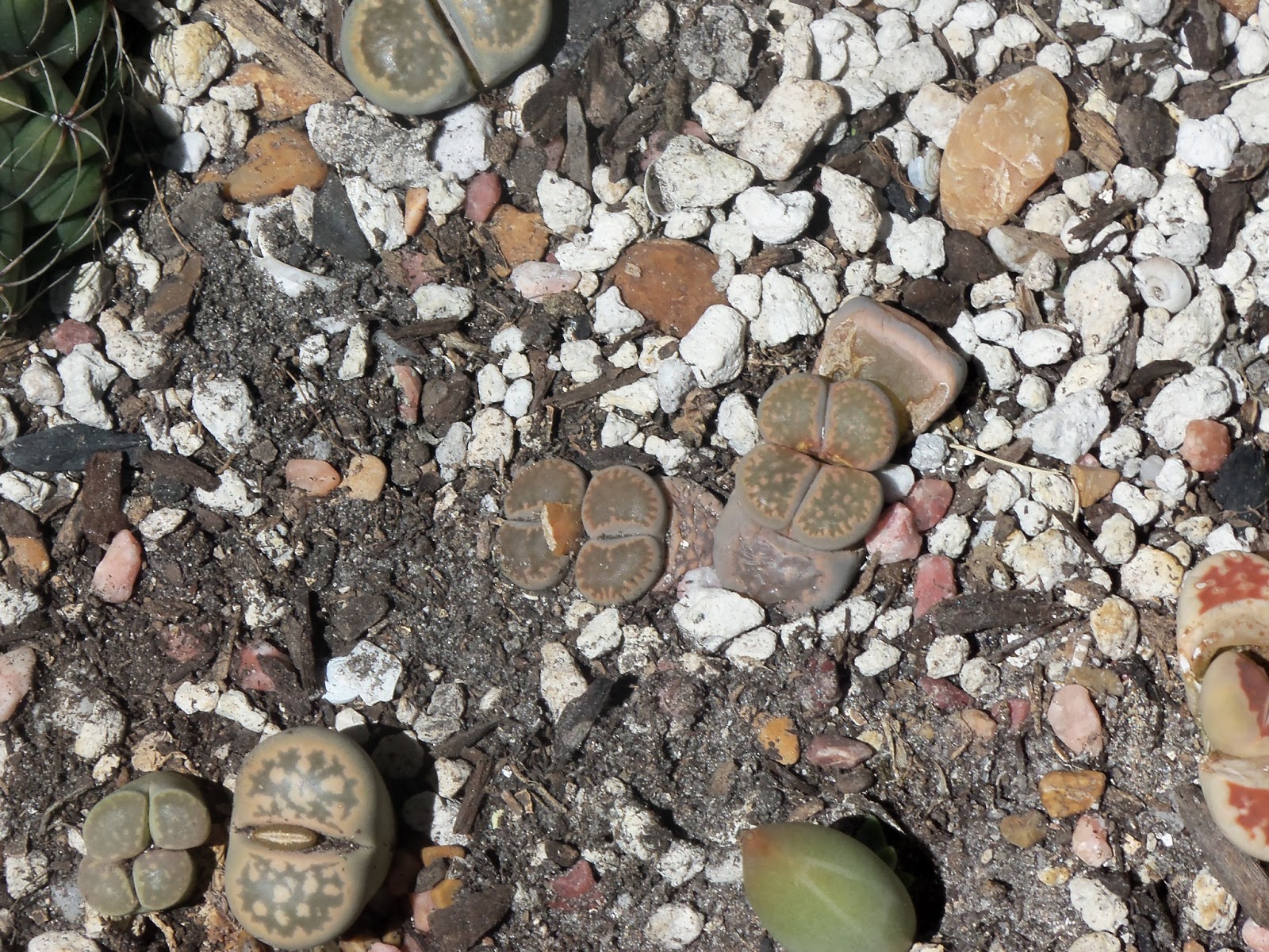 My Life Among the Lithops (and Other Strange Plants): Growing Lithops ...