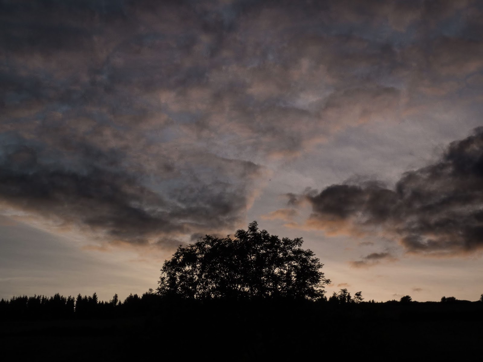A grey sunset over a single tree canopy with a conifer forest in the distance.