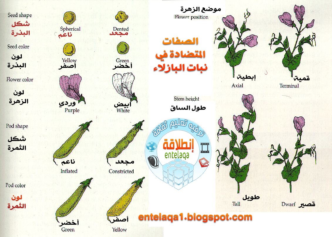 درس الصفات نبات العالم توارث مندل الفاصوليا في العالم مندل