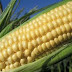 قصة الفلاح وبذور الذرة