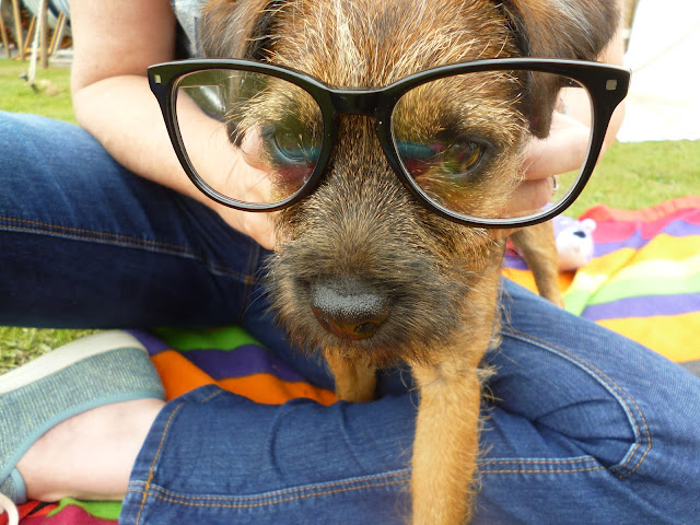 dog in glasses