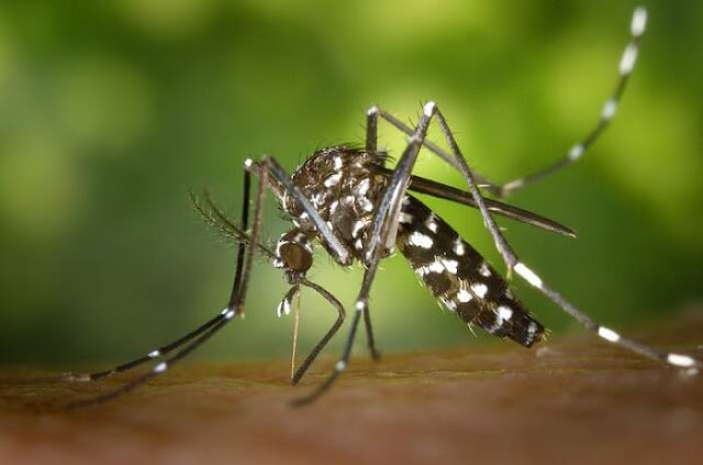 Dengue fever is mosquito-borne viral disease